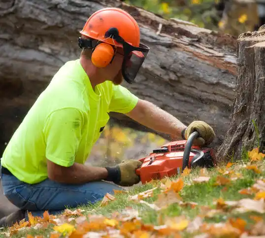 tree services Ferrelview